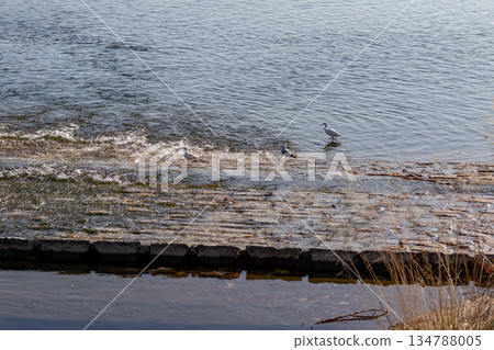 Wild birds nestling in the river 134788005