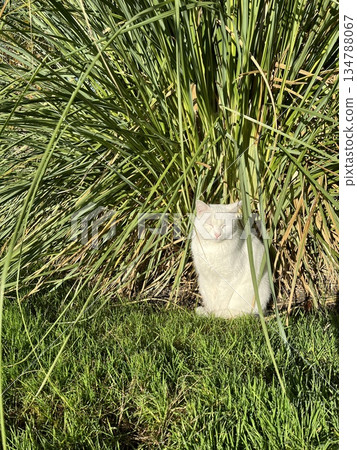 White cat resting in tall grass 134788067