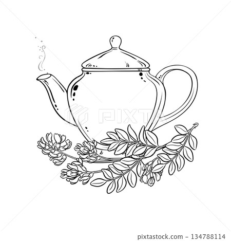 Astragalus Tea in Teapot Outline Illustration. Astragalus Tea in Teapot Outline Illustration. 134788114