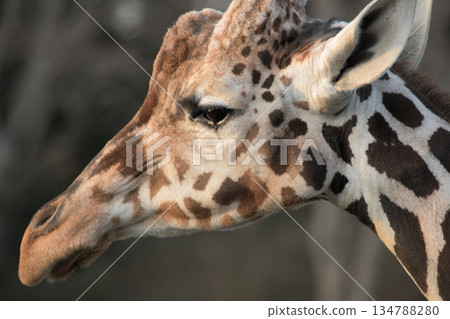 長頸鹿的眼淚順著臉頰流了下來。 134788280