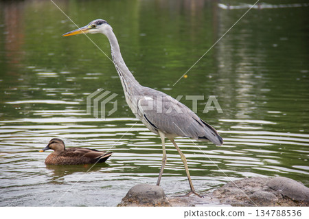 A grey heron standing in the pond of Kiyosumi Gardens and a spot-billed duck swimming. Wild birds gathering at the water's edge. 134788536