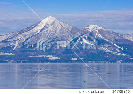 天鵝飛翔,背景是萬代山 天鵝飛翔,背景是萬代山 134788540