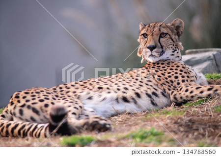 A cheetah lies down and gazes into the distance while waiting for dinner 134788560