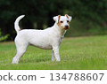 Beautiful white parson russell terrier 134788607