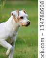 Beautiful white parson russell terrier 134788608