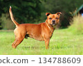 Beautiful brown Staffordshire Bull Terrier 134788609