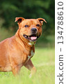 Beautiful brown Staffordshire Bull Terrier 134788610