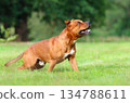 Beautiful brown Staffordshire Bull Terrier 134788611