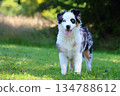 Cute Miniature American Shepherd puppy 134788612