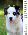 Cute Miniature American Shepherd puppy 134788613
