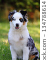 Cute Miniature American Shepherd puppy 134788614