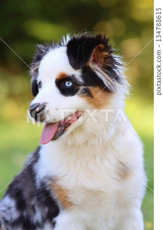 Cute Miniature American Shepherd puppy 134788615