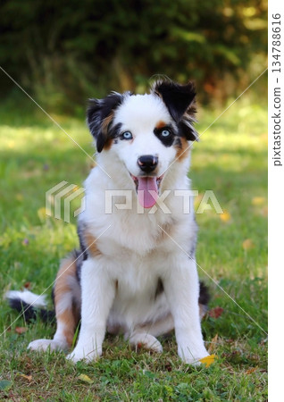 Cute Miniature American Shepherd puppy 134788616