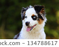 Cute Miniature American Shepherd puppy 134788617