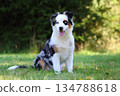 Cute Miniature American Shepherd puppy 134788618