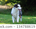 Cute Miniature American Shepherd puppy 134788619