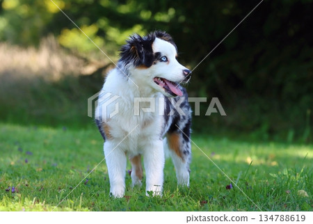 Cute Miniature American Shepherd puppy 134788619