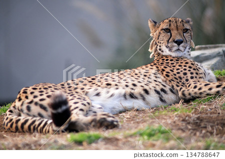 一隻焦急的獵豹，如果不趕快吃東西，就會流口水。 134788647