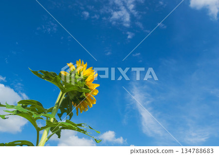 秋日藍天與向日葵 05 134788683