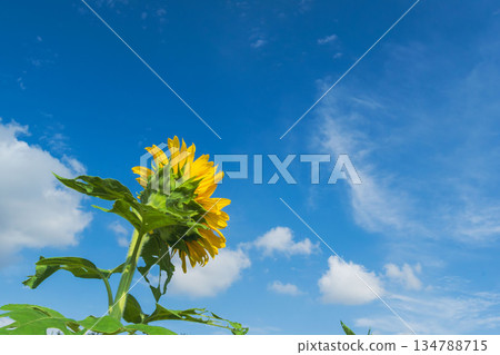 秋日藍天與向日葵 09 秋日藍天與向日葵 09 134788715