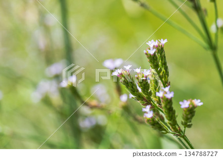 秋日草甸：日本千里光的小紫花 03 134788727