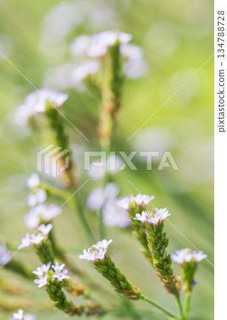 秋日草甸：日本千里光的小紫花 04 134788728