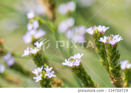 秋日草甸：日本千里光的小紫花 05 134788729