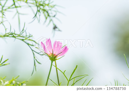 秋日田野中的波斯菊 06 134788730