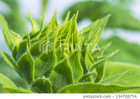 秋日的田野與山巒:向日葵花蕾特寫 04 秋日的田野與山巒:向日葵花蕾特寫 04 134788754