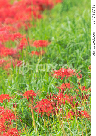 秋花：稻田中盛開的簇生朱頂紅 28 134788788