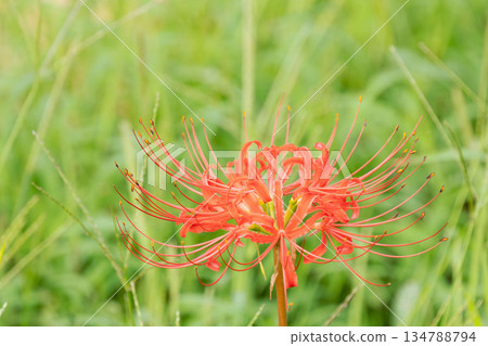 秋花：稻田裡盛開的簇生朱頂紅 34 134788794