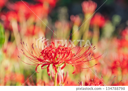 秋花：稻田中盛開的簇生朱頂紅 38 134788798