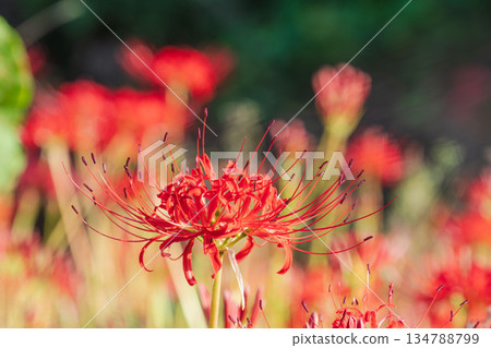 秋花：稻田裡盛開的簇生朱頂紅 39 134788799