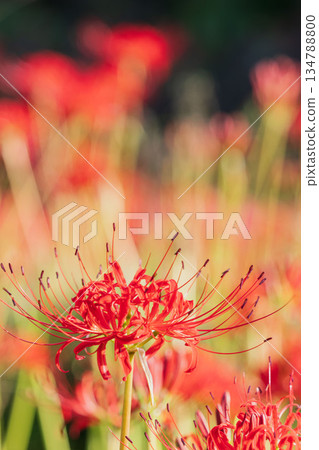 秋花：稻田裡盛開著40簇朱頂紅 134788800