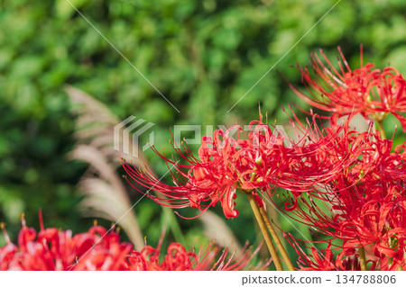 秋花：稻田中盛開的簇生朱頂紅 46 134788806