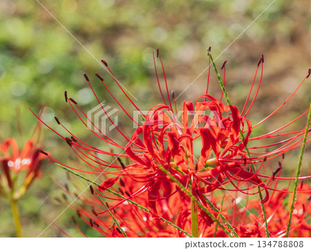 秋花:稻田裡盛開著48簇朱頂紅 秋花:稻田裡盛開著48簇朱頂紅 134788808