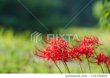 秋花:稻田中盛開的簇生朱頂紅 49 秋花:稻田中盛開的簇生朱頂紅 49 134788809