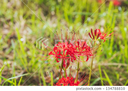 秋花：稻田裡盛開的50簇朱頂紅 134788810