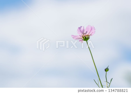 Autumn sky and cosmos flowers 05 Autumn sky and cosmos flowers 05 134788821