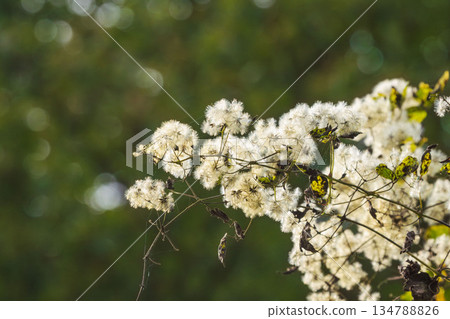 秋山：金銀花閃亮的絨毛 02 134788826