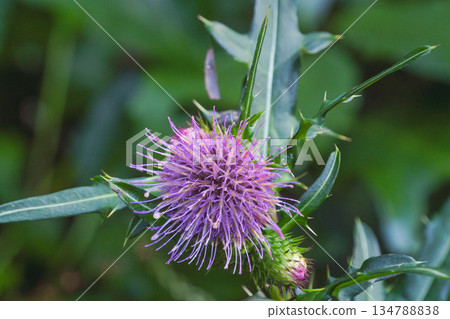 Autumn forest Purple flowers of Nohara thistle 01 Autumn forest Purple flowers of Nohara thistle 01 134788838