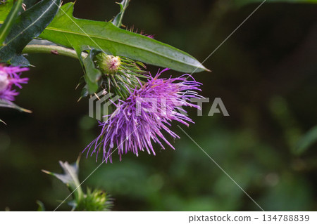 Autumn forest - Purple flowers of Nohara thistle 02 Autumn forest - Purple flowers of Nohara thistle 02 134788839