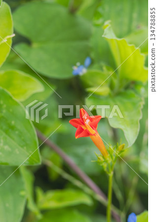 Autumn forest - Japanese morning glory and dayflower flowers 03 Autumn forest - Japanese morning glory and dayflower flowers 03 134788855