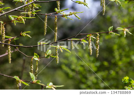 Coltsfoot blooms gracefully in springtime signaling the arrival of warmer weather and vibrant landscapes 134788869