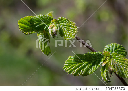 Seasonal emergence of Tussilago farfara showing vibrant blooms amidst green foliage during early spring in a natural setting Seasonal emergence of Tussilago farfara showing vibrant blooms amidst green foliage during early spring in a natural setting 134788870