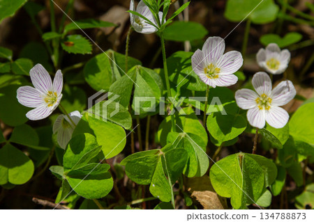 Common Wood Sorrel blooms and vibrant green leaves in a forest setting during springtime bringing life to the woodland floor 134788873