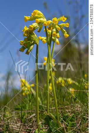 Primula veris blooms vibrantly in early spring showcasing bright yellow bell-shaped flowers against a clear blue sky on a sunlit day 134788878
