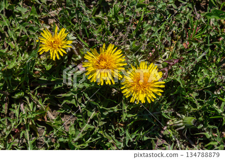 Bright yellow flowers of Common Dandelion bloom among vibrant green grass in a sunny outdoor setting during springtime Bright yellow flowers of Common Dandelion bloom among vibrant green grass in a sunny outdoor setting during springtime 134788879
