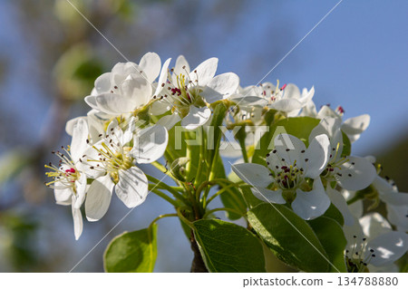 Pear blossoms bloom vibrantly in spring signaling the arrival of warmer days and showcasing the beauty of nature at its finest Pear blossoms bloom vibrantly in spring signaling the arrival of warmer days and showcasing the beauty of nature at its finest 134788880