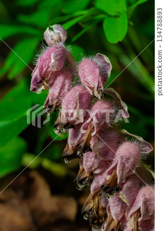Common Toothwort displays its unique blooms in a lush forest during springtime Common Toothwort displays its unique blooms in a lush forest during springtime 134788893
